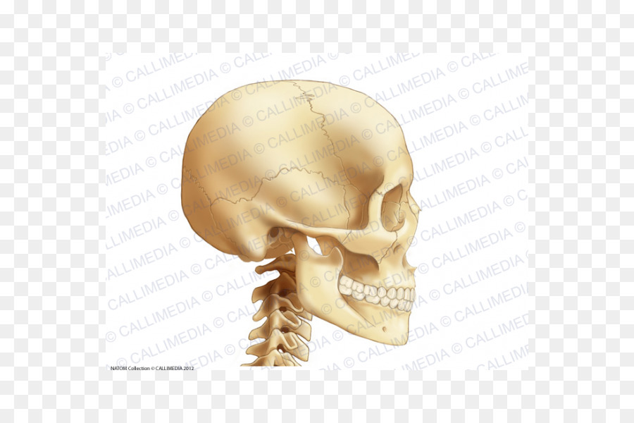 Anatomie Knochen, Kopf, Hals, Halswirbel - Schädel