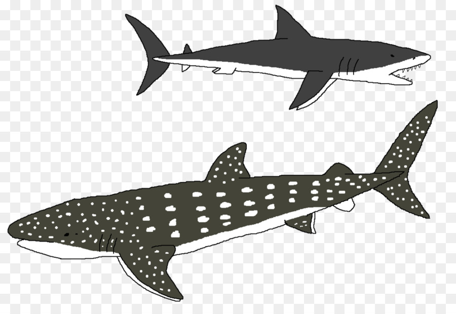 Cá mập hổ Squaliform cá mập Requiem cá mập sinh vật học Biển - con hổ