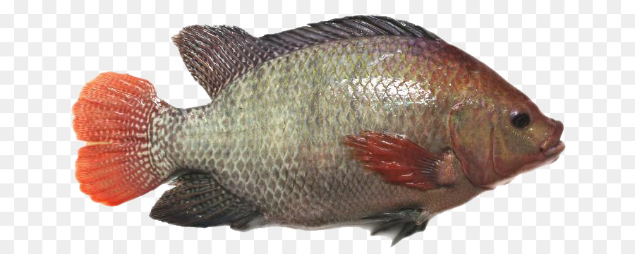 Rosso tilapia Riproduttori Pesce Persico - pesce