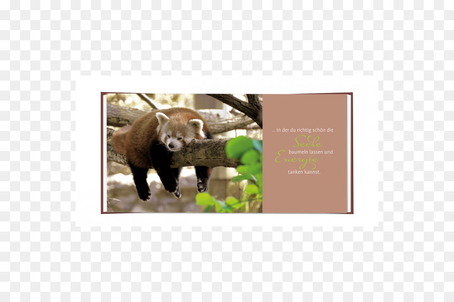 Singalila National Park, Darjeeling Red panda panda Singalila Ridge - tragen