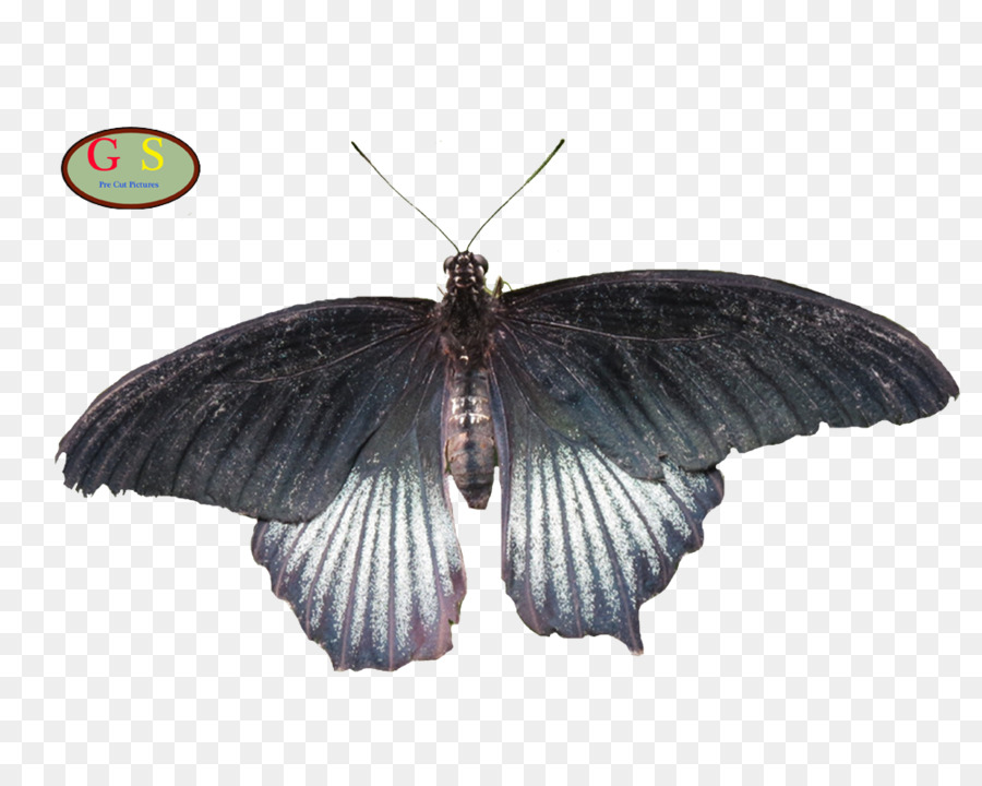 Pinsel footed butterflies Seidenraupe Schmetterlinge und Motten - Schmetterling