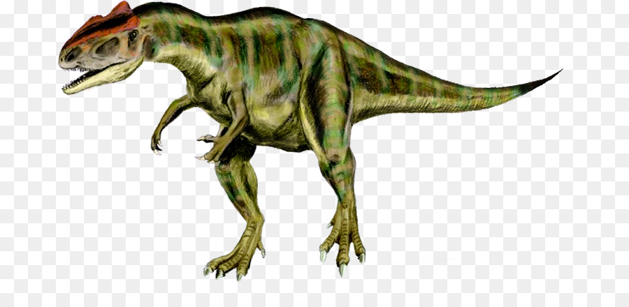 Tyrannosaurus Allosaurus Torvosaurus Acrocanthosaurus Teropodi - Allosaurus