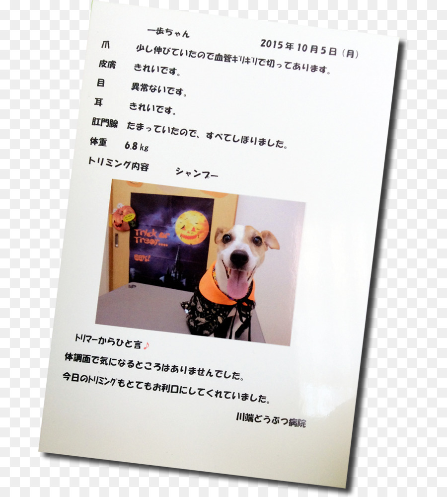 Hunderasse Poster - Hund