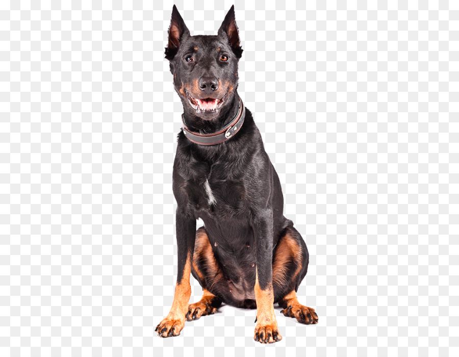Chó Doberman dự báo thời terrier đức chó phốc, Manchester Terrier, Úc Kelpie - cerro de la la