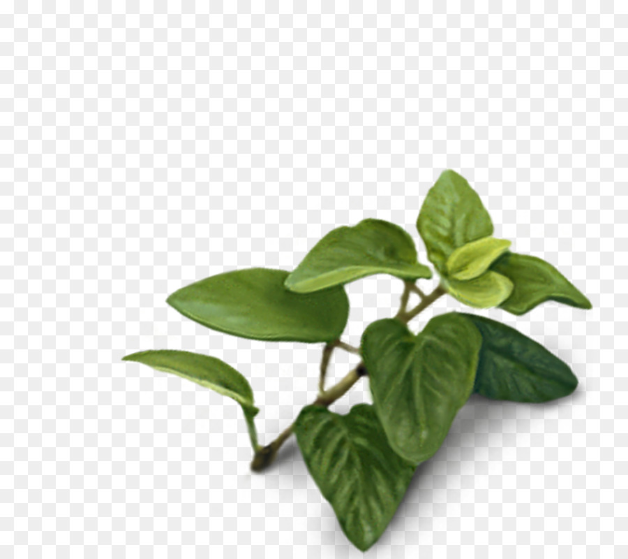 Basil Leaf