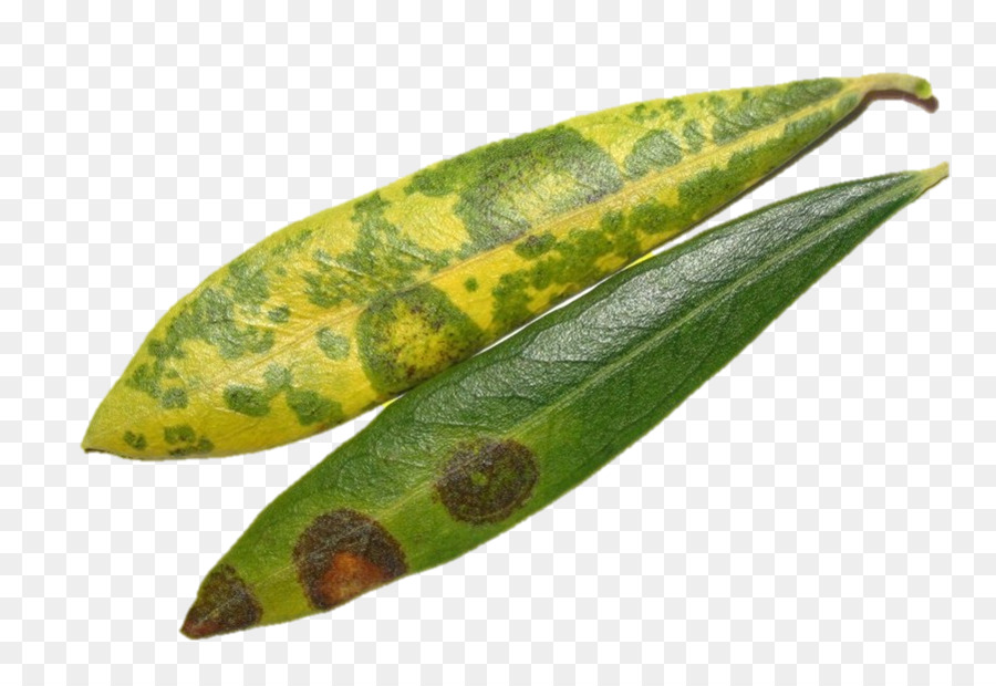 Spilocaea oleaginea Leaf Olive Bonsai Krankheit - Blatt