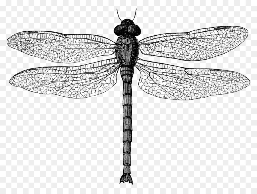 Insekt Libelle Clip art - dragonfly schwarz und weiß