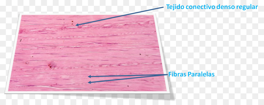 Tessuto connettivo Istologia a Cellule di sostanza Terra Derma - tessuto