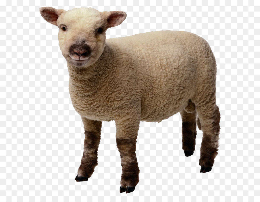 Schaf, Lamm und Hammel Clip art - Schafe
