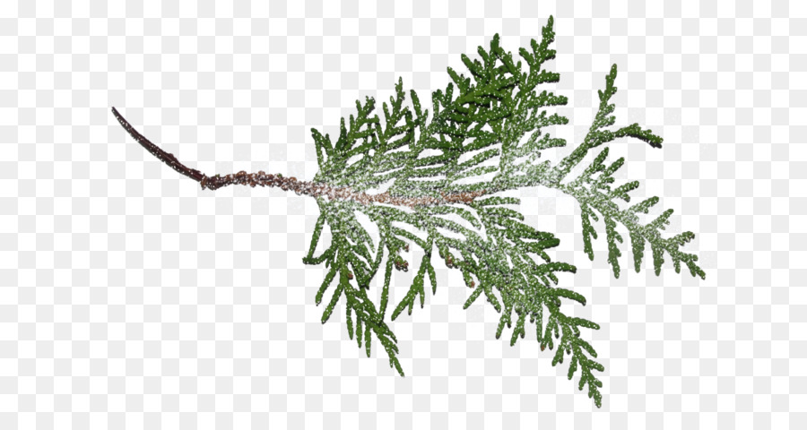 Fir-Pine Branch Norway spruce - Baum