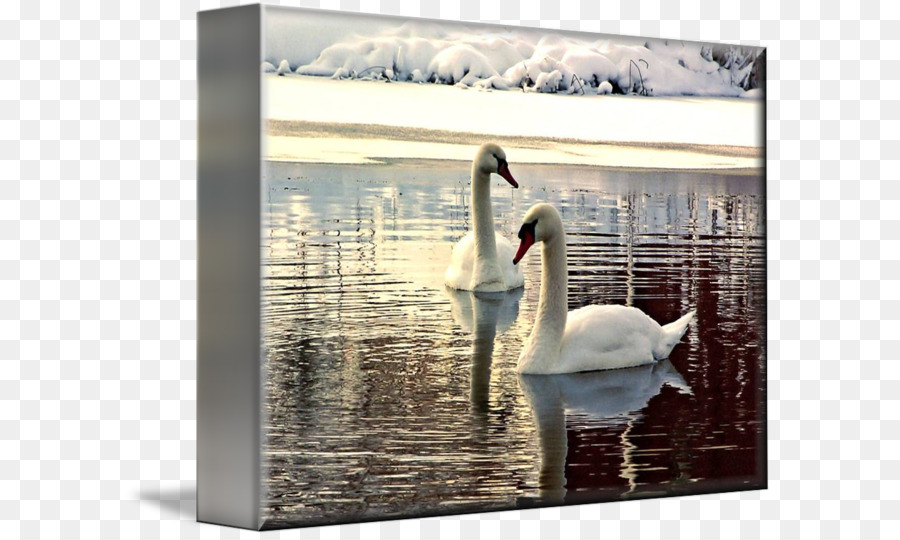 Cygnini Khung Ảnh bọc Vải Nghệ thuật - Màu Nước Swan