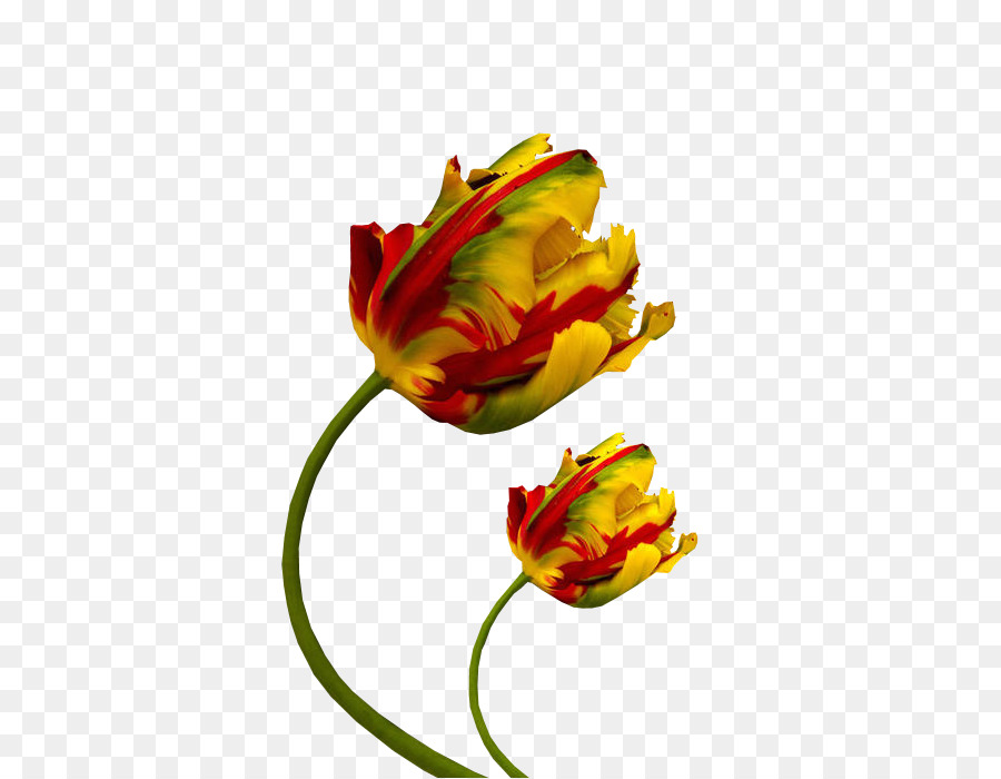 Tulpe, Schnittblumen, Blütenblatt Farbe, Fotografie - Tulip