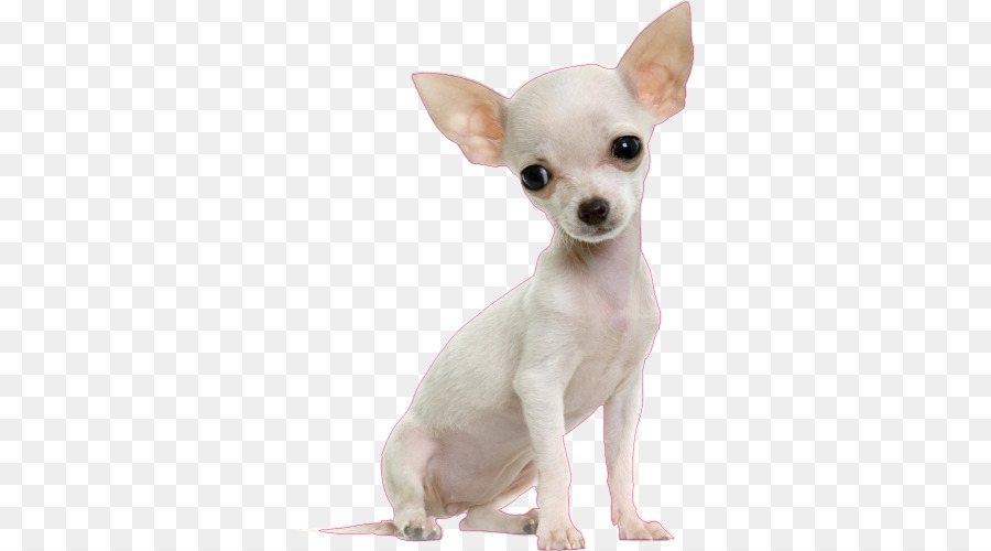 Dogge Pudel Chihuahua Welpe Katze Nahrung - Welpen