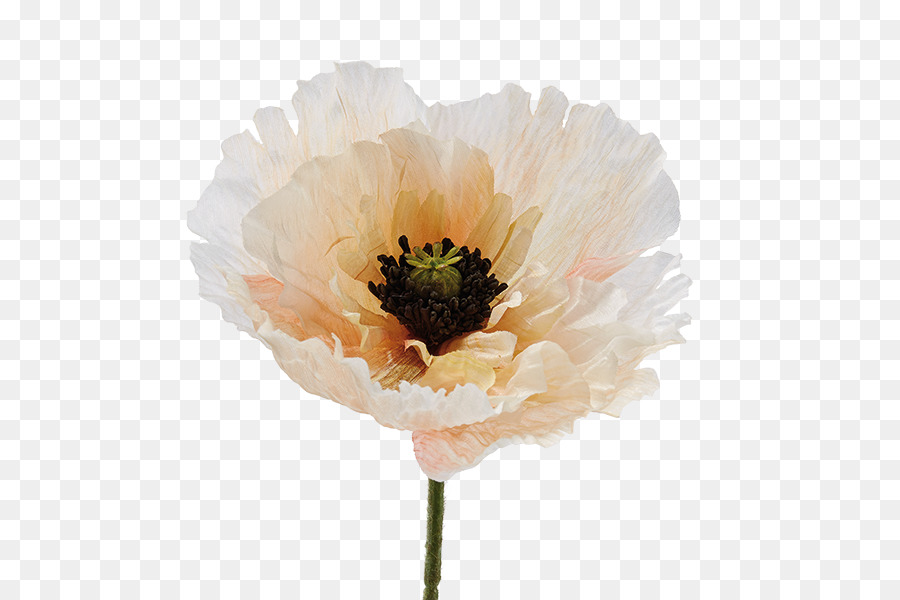 Schneiden Sie die Blumen Pfingstrose Anemone Blütenblatt - Pfingstrose