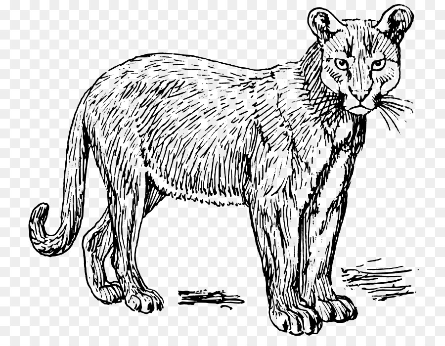 Cougar Wildkatze Tiger Löwe - Katze
