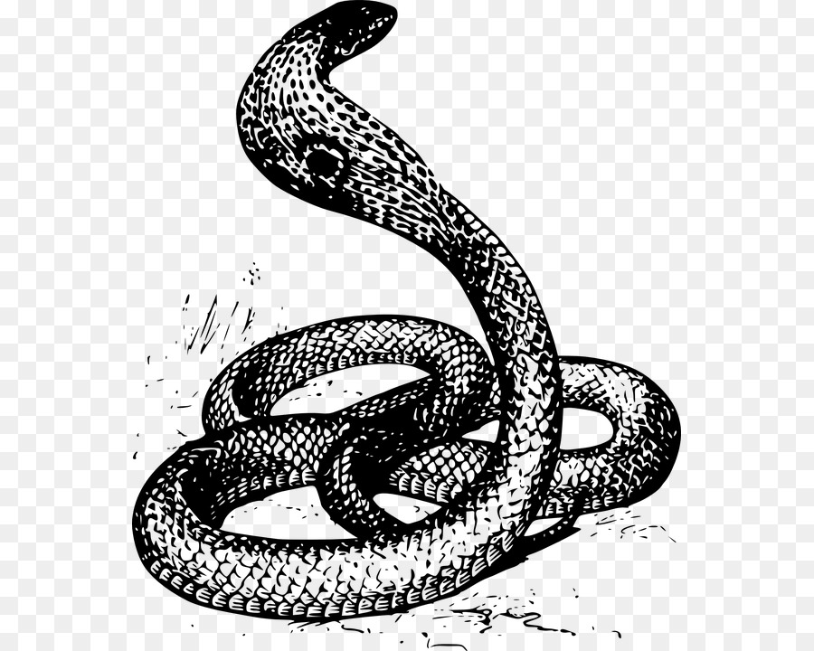 Con rắn Vẽ Clip nghệ thuật - con rắn