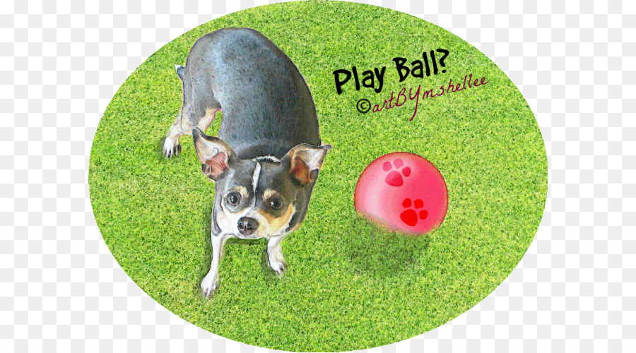 Cane di razza Chihuahua Cucciolo Muso - giocare a palla