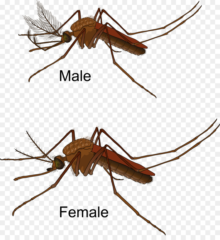 Gelb Fieber Mücke Weibliche Moskito Kontrolle Zika virus - Mücke
