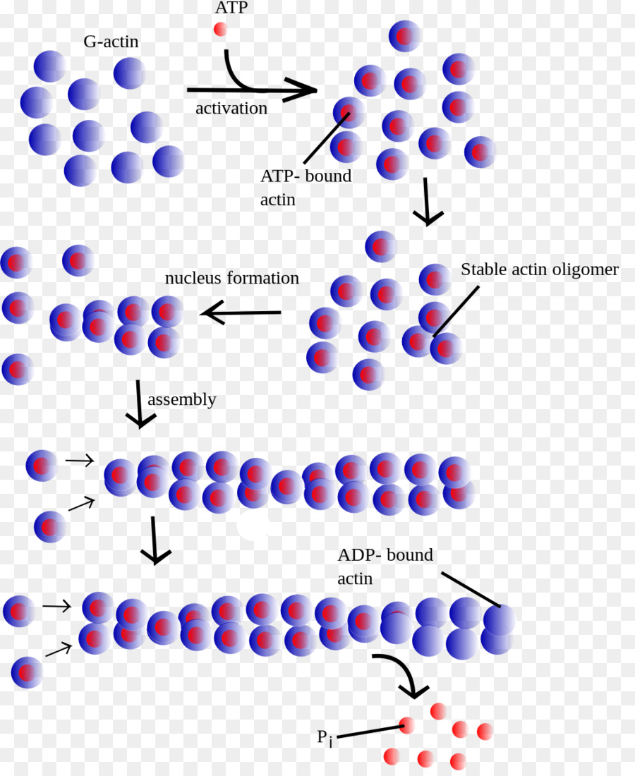 Dei microfilamenti di actina delle Cellule di Polimerizzazione di Proteine filamento - filamento