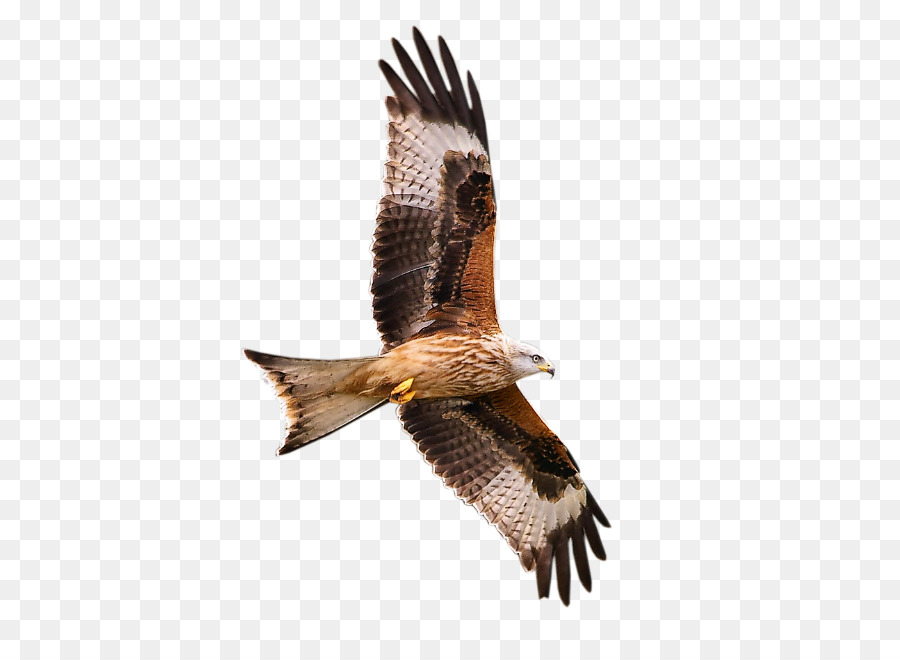 Chim săn mồi Hawk hướng Dẫn đầy Đủ các động vật hoang dã của Anh và châu Âu Blog - con chim