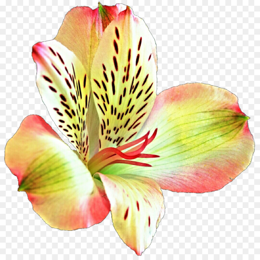 Lily của người Inca Hoa Nền máy tính Lilium - hoa