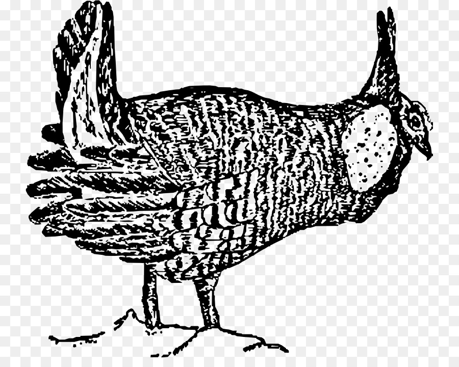 Hahn Huhn Vogel Prairie Zeichnung - Huhn