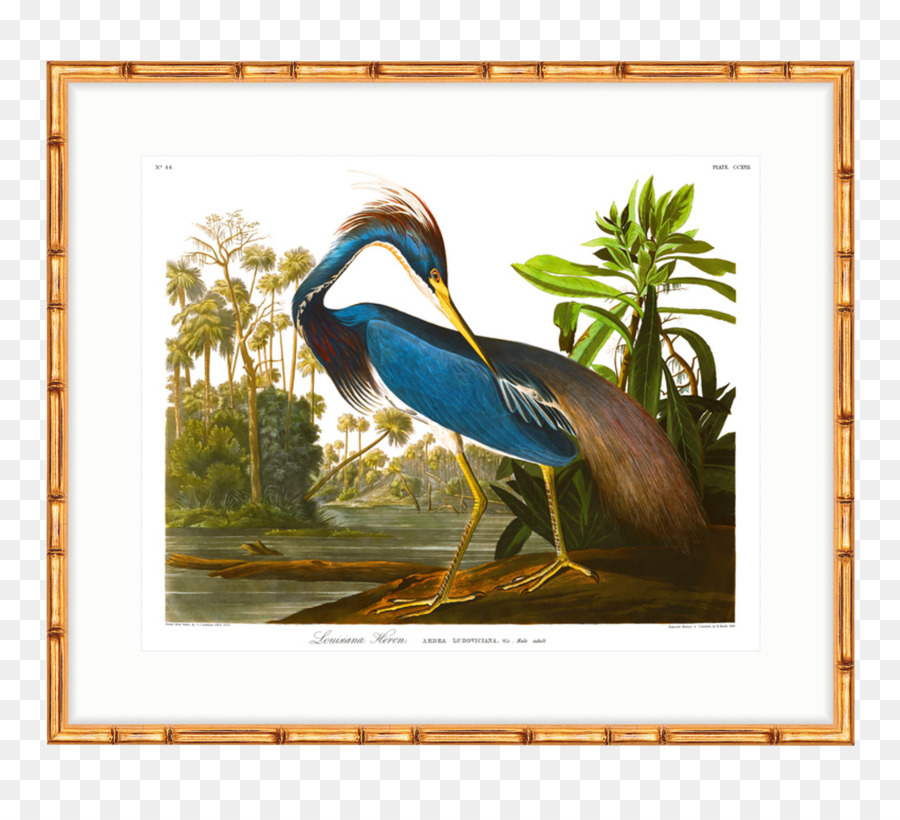 Die Vögel von Amerika American White Pelican Heron Drucken Druckgrafik - andere