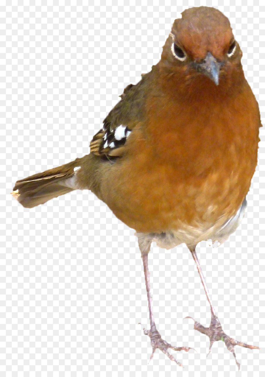 Robin Bird