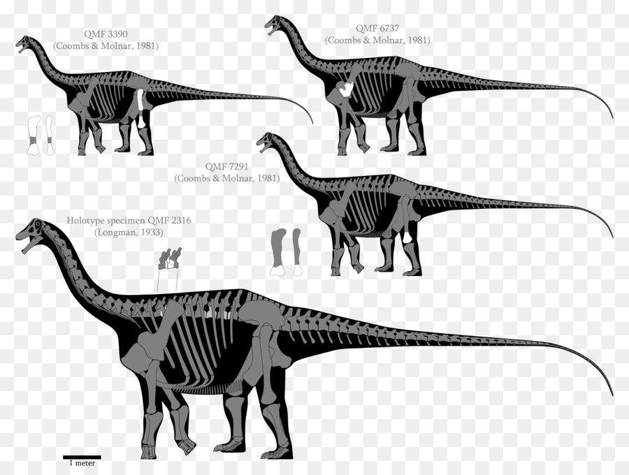 Austrosaurus Dinheirosaurus Supersaurus Barosaurus Seismosaurus - Dinosaurier