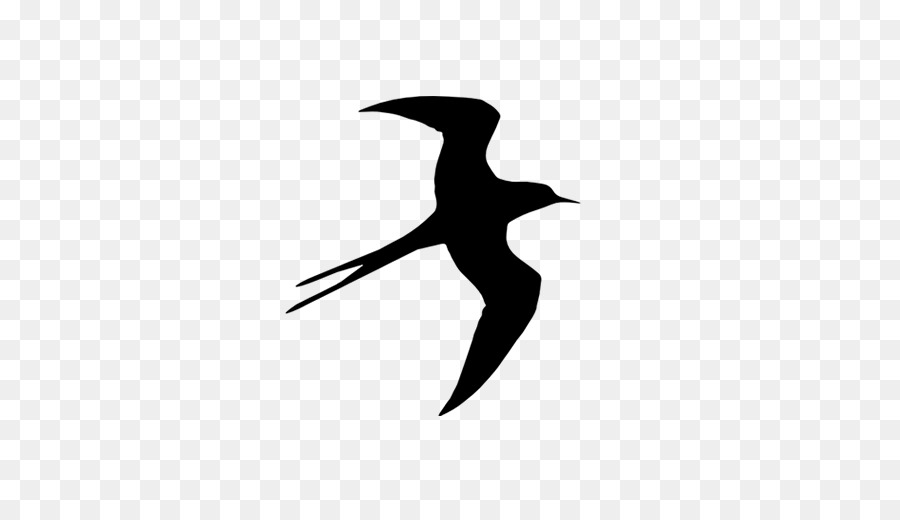 Bird Barn swallow freee K. K. Schnabel - Vogel