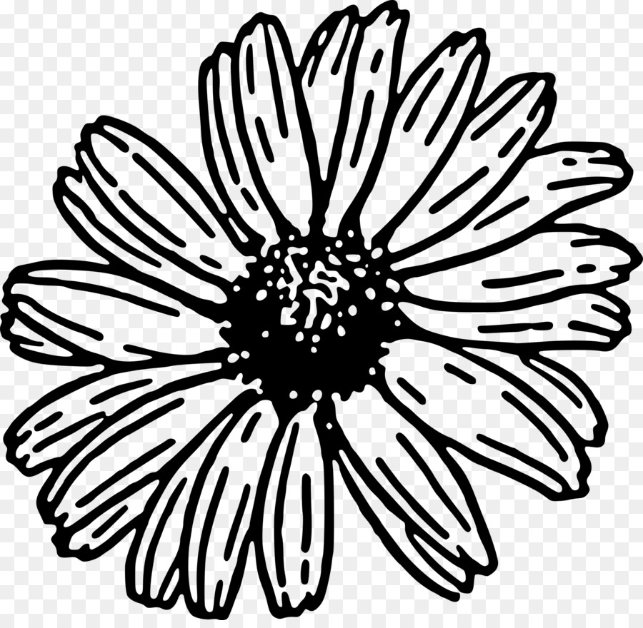 Transvaal daisy Daisy Familie, die Gemeinsame daisy Clip art - daisy clip art