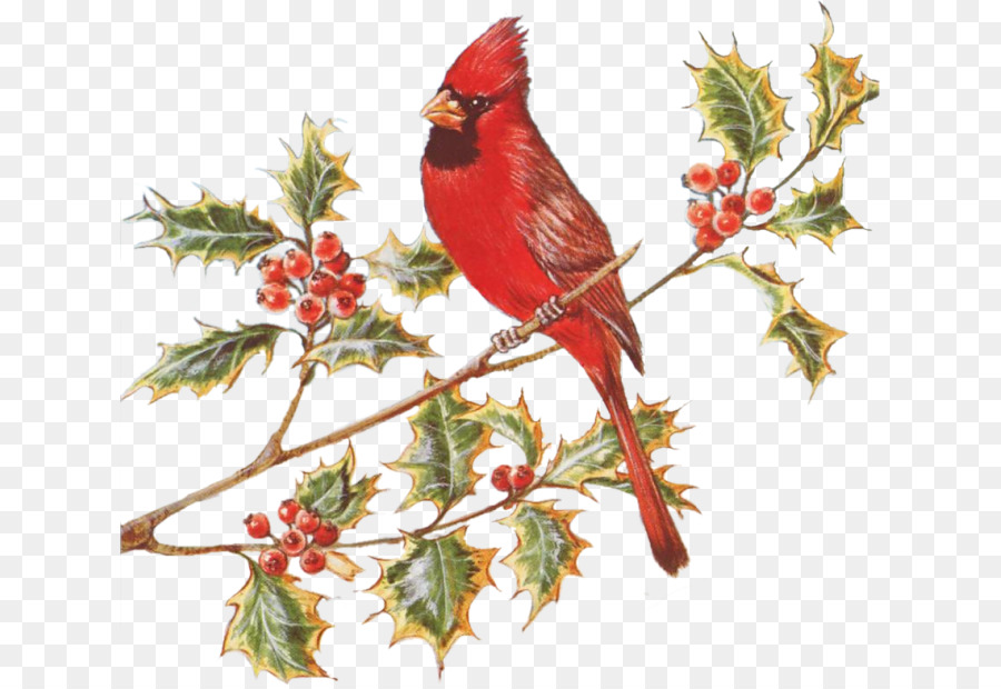 Old World Flycatchers, Christmas Ornament, Beak, Christmas , Flower, Bird, Cardinal...