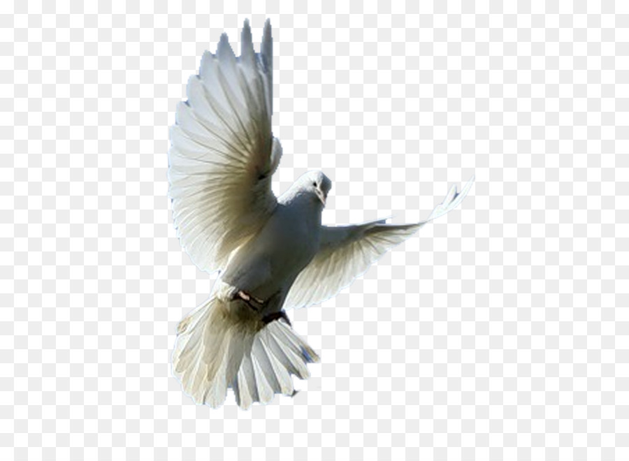 Vogel Columbidae Homing pigeon Clip art - Vogel