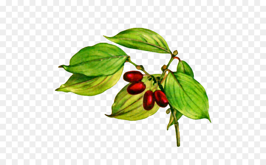 Frutta ciliegia Corniola Comune di corniolo, cornioli corniolo Bianco - giuggiola