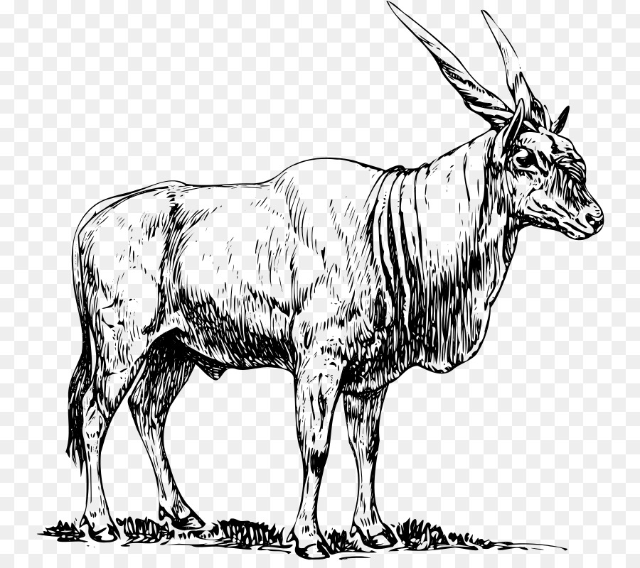 Common eland Antilope Zeichnung Clip art - Antilope clipart