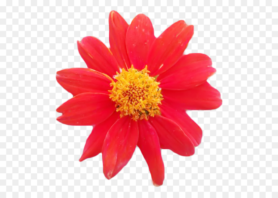 Hoa cúc Marguerite daisy Transvaal daisy Dahlia Cắt hoa - hoa cúc