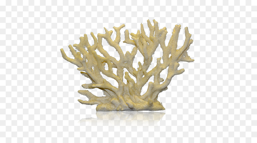 Staghorn coral Coral reef Alcyonacea - non tossico