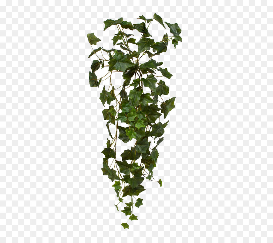 Efeu Pflanze Blumenampel Weinrebe - hängender Busch