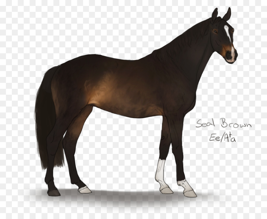 Stallion Andalucia ngựa Vịnh hẹp ngựa Mustang ngựa ả Rập - mustang