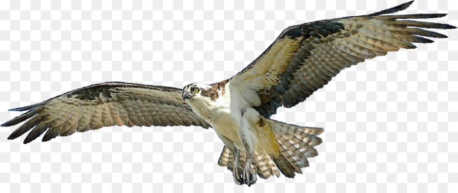Bird Hawk Osprey - Vogel