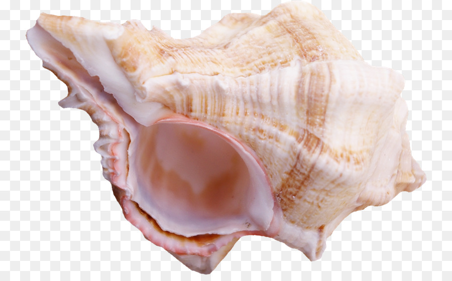 Cockle Conchology Shankha Seashell alimenti di origine Animale - conchiglia
