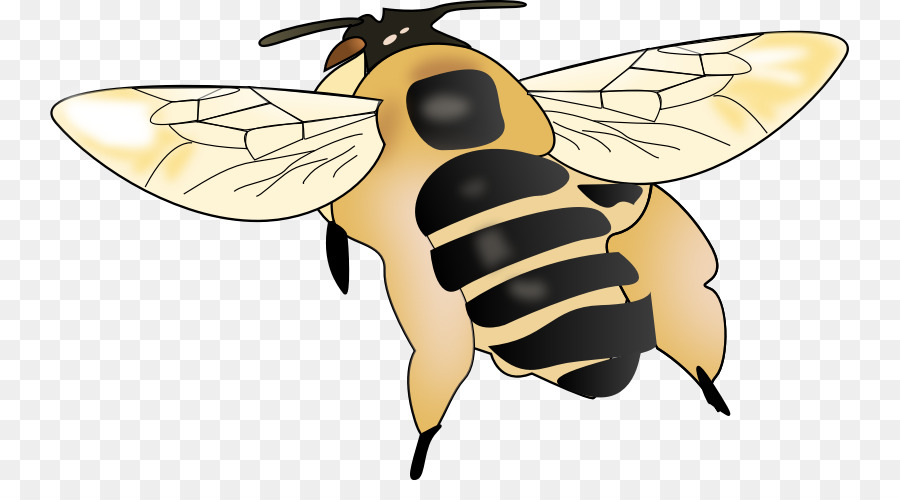 Mật ong Côn trùng nuôi ong tổ Ong - con ong