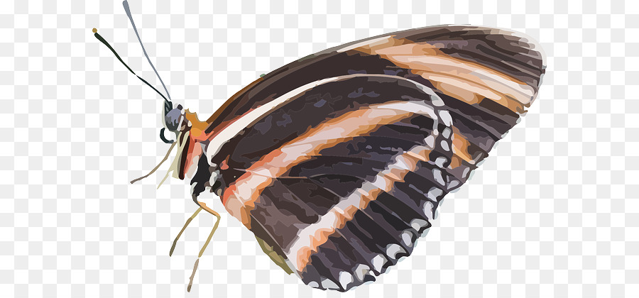 Bàn chân bướm Bướm Côn trùng Clip nghệ thuật - bướm