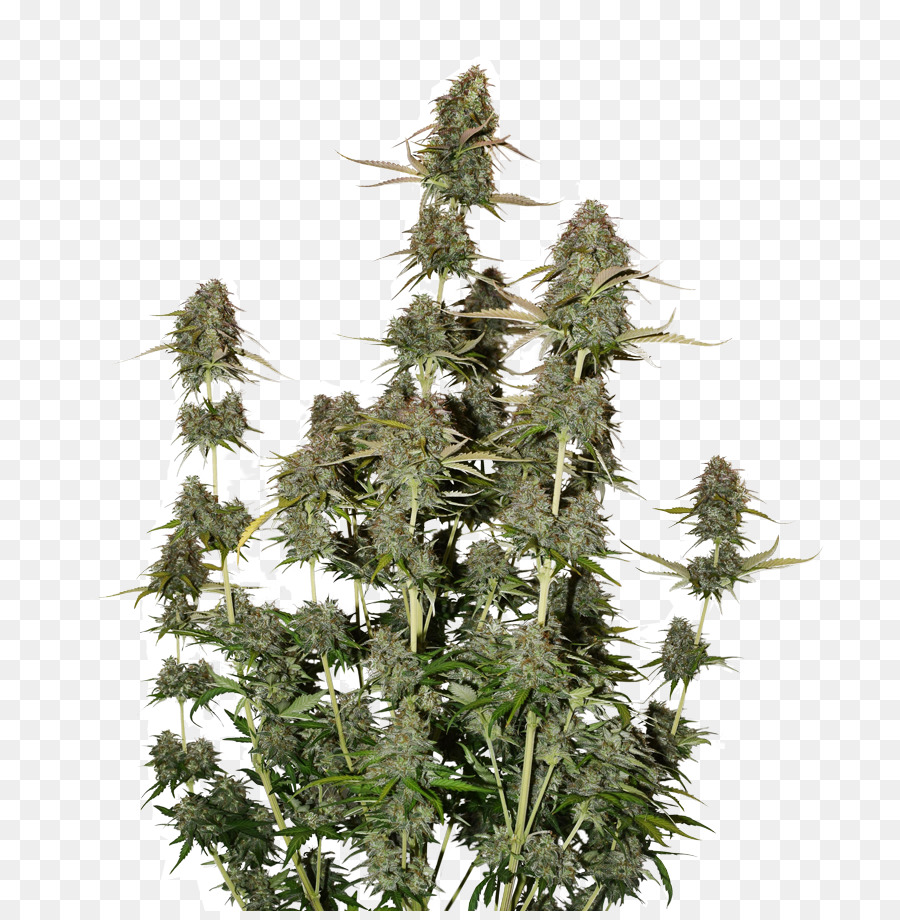 Autofiorenti cannabis Cannabis sativa Semi di Cannabis Femminizzati coltivazione di cannabis - auto riparazione impianto