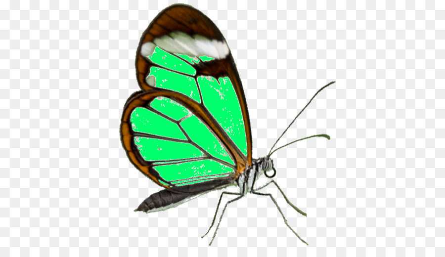Monarch butterfly Pieridae Gossamer winged Schmetterlinge, Motten - samsung galaxy s7 edge-Vorlage