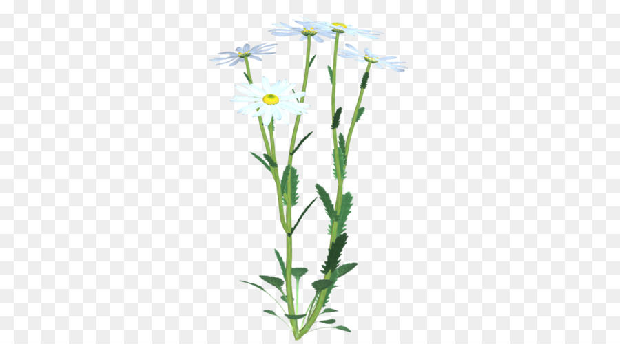 Gốc thực vật Cắt hoa Chicory - hoa