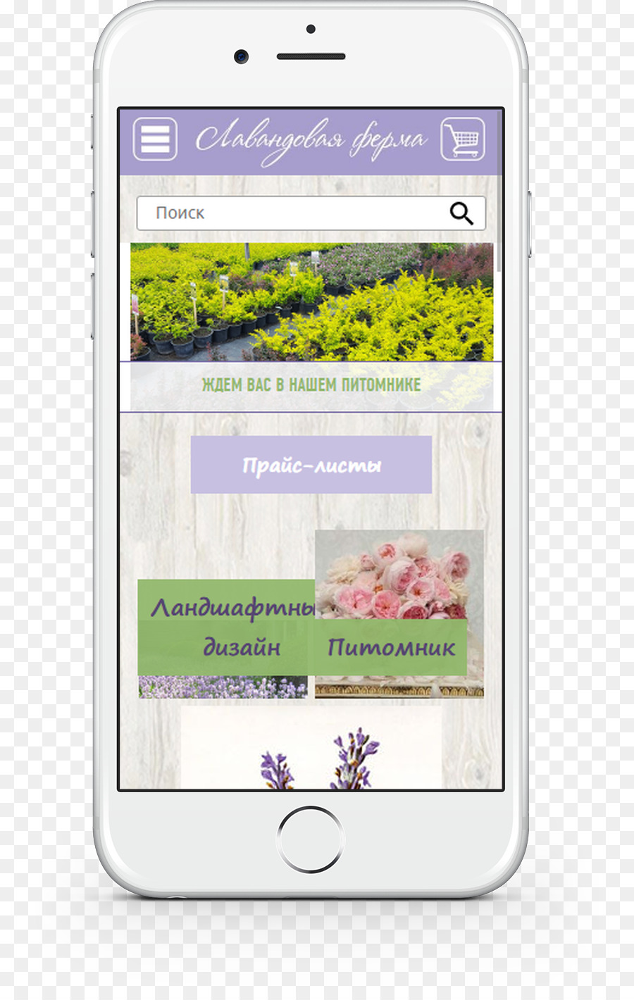 Multimedia Handys iPhone - Lavendelfelder