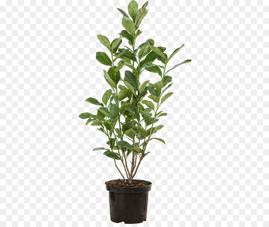 Alloro Vaso di fiori di Ciliegio Arbusto Sempreverde alloro - prunus laurocerasus