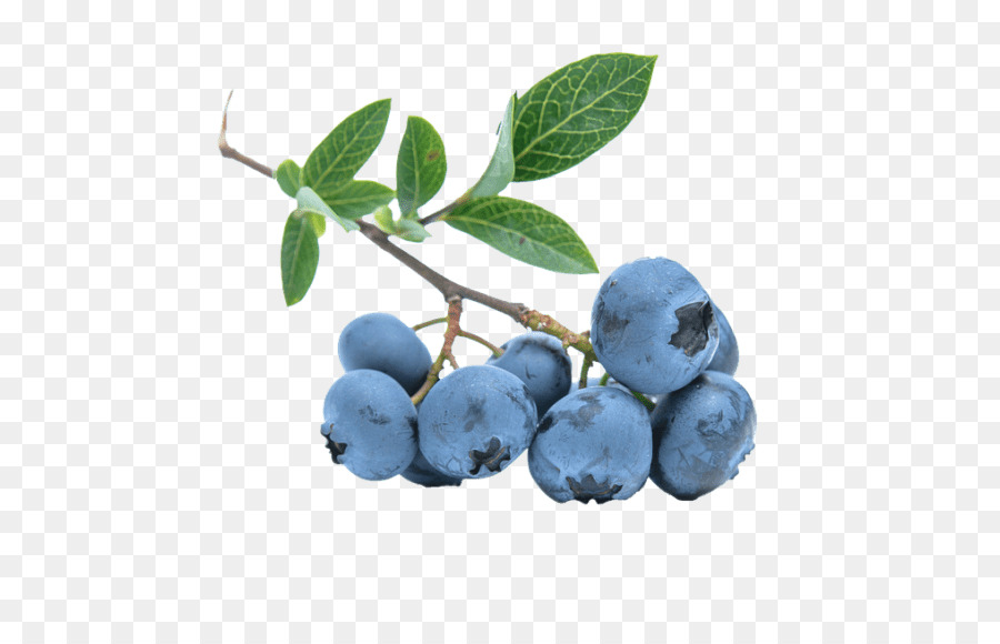 Heidelbeer Tee Highbush blueberry - Heidelbeere