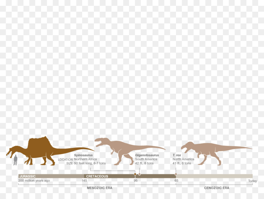 Spinosaurus Giganotosaurus Dopo questo lungo viaggio Horse Apex predator - carnivori